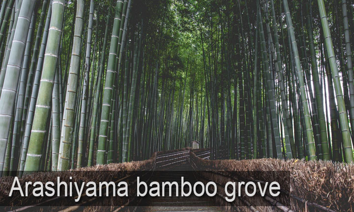 Arashiyama bamboo grove